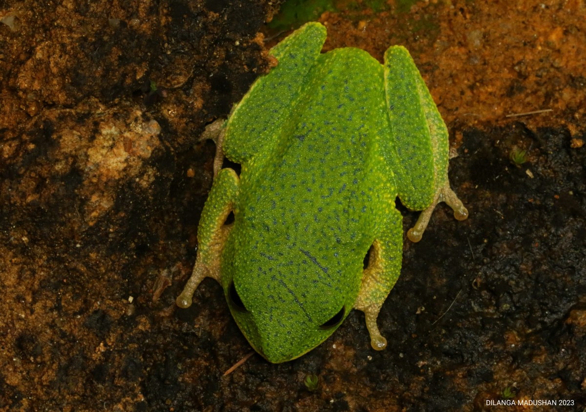 Pseudophilautus poppiae Megaskumbura & Manamendra-Arachcchi, 2005